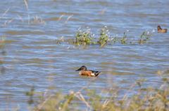 Northern shoveler at Santa Ana National Wildlife Refuge