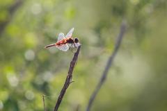 Red saddlebags dragonfly at Santa Ana National Wildlife Refuge