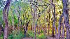 Santa Ana National Wildlife Refuge panoramic view