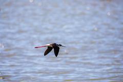 Black-necked Stilt at Santa Ana National Wildlife Refuge