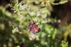 Sickle-winged Skipper butterfly perched on a leaf