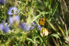 Sleepy Orange butterfly on a leaf