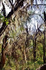 Spanish Moss on tree branches