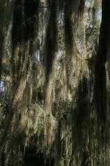 Spanish moss in Santa Ana National Wildlife Refuge