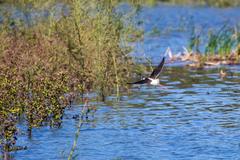 Black-necked stilt at Santa Ana National Wildlife Refuge