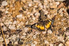 Bordered Patch butterfly on green foliage