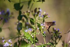 Brown Longtail butterfly at Santa Ana National Wildlife Refuge