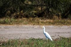 cattle egret at Santa Ana National Wildlife Refuge