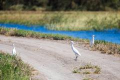 Cattle Egret at Santa Ana National Wildlife Refuge