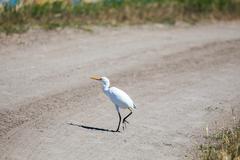 Cattle egret at Santa Ana National Wildlife Refuge