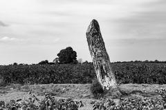 Clochafarmore Standing Stone in a black and white field