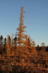 aged and weathered tree standing tall