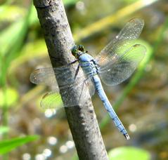 Eastern Pondhawk male dragonfly