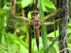 Four-spotted Skimmer dragonfly on a branch