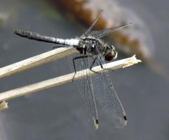 Frosted Whiteface dragonfly, male, perched on a twig