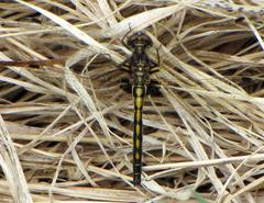 Frosted Whiteface dragonfly