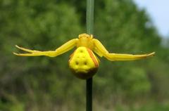 Flower Crab Spider on a yellow flower