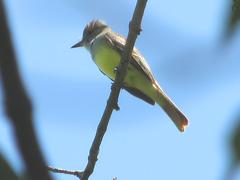 Great Crested Flycatcher in Mer Bleue Conservation Area