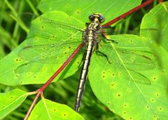 Horned Clubtail dragonfly perched on a leaf at Mer Bleue Conservation Area