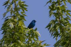 Indigo Bunting perched on a branch