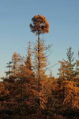 Aged and weathered tree standing tall in a field