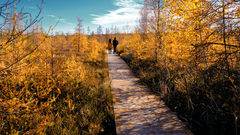 Couple walking on the Mer Bleue Bog boardwalk surrounded by vibrant yellow larch trees