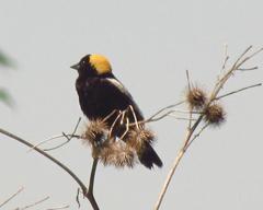 Bobolink at Mer Bleue Conservation Area