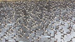 Canada Geese on a pond