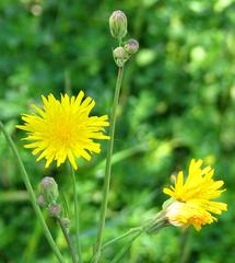 Canada Hawkweed (Hieracium canadense)