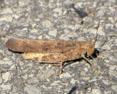 Carolina Grasshopper in Ottawa, Ontario, Canada