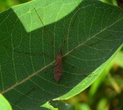 Cladura flavoferruginea at Mer Bleue Conservation Area