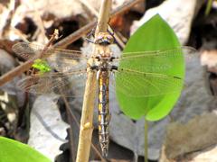 Common Baskettail dragonfly perched on a twig