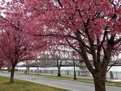 Japanese Cherry Blossom trees in Roosvelt Island