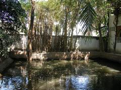 Pond of Wat Ku Tao