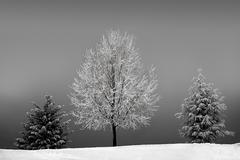 Three trees on a frosty grey winter day