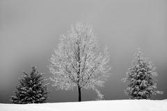 three trees standing in a snowy winter landscape in Vienna, Austria