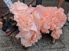 Parading pet dressed as AVAM's iconic Fifi