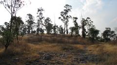 Vegetation in Cerro del Guerrero