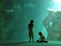 children looking at sharks in aquarium