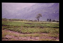 CIP サンラモン サツマイモGP, Lima, Peru, 1988