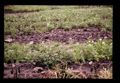 Potato plantation in Lima, Peru, captured by Fukuda Tokuji on 1988-02-09