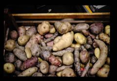 San Ramón potato field in Lima, Peru