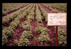 JIRCAS photo archive image depicting a field inspection for virus resistance in Lima, Peru