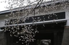 Sakura trees in bloom at Kitanomaru Park