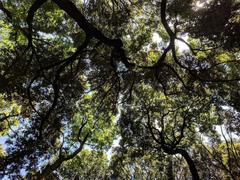 forest canopy at Meiji Shrine