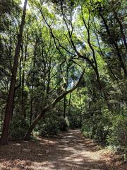 leafy path with twisty tree at Meiji Shrine