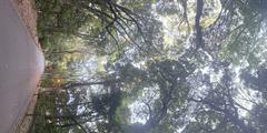 Meiji Shrine path with large trees lining both sides