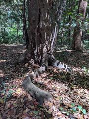 tree with prominent roots in the forest around Meiji Shrine