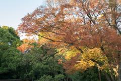 Meiji Shrine in Tokyo