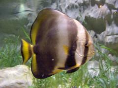 Platax orbicularis at Sea Life Helsinki